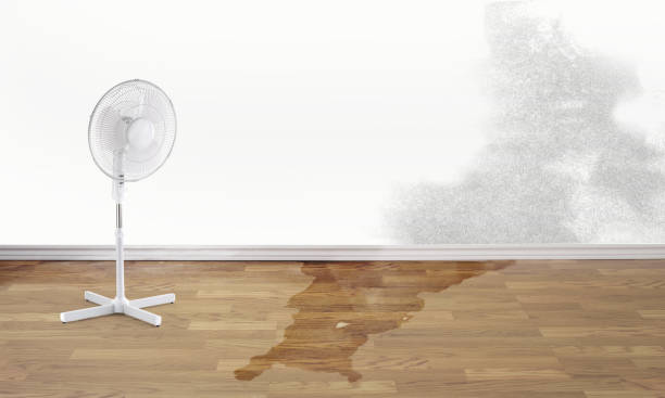 Best Water damage cleanup near me  in Cove Creek, NC